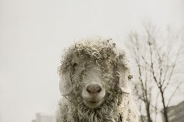 Dogsheep