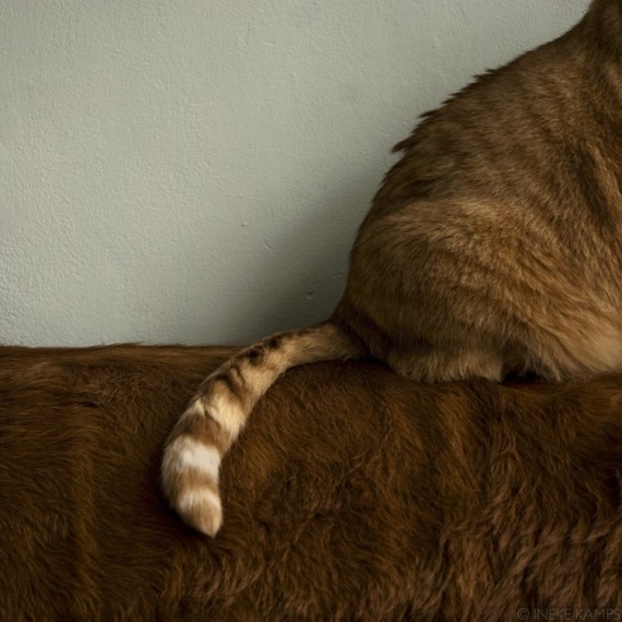 Cat Tale - Photography - Animals