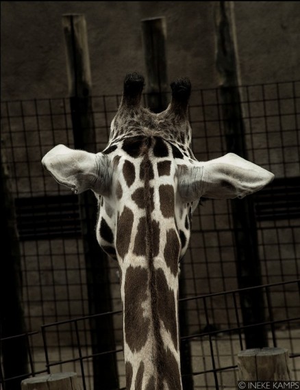 Don't Fence Me In (giraffe)