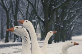 Geese in the snow