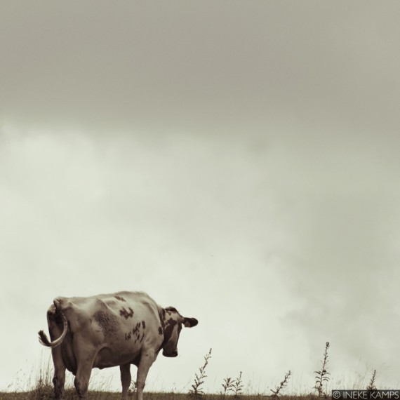Pensive Cow