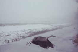 reiger